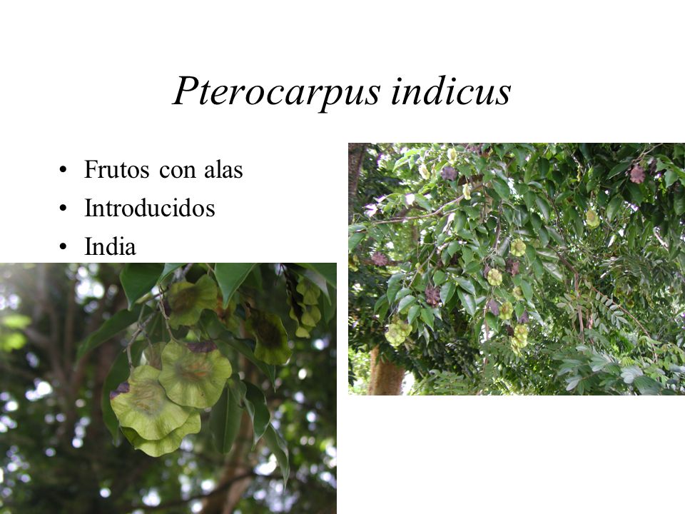 GRUPOS DE PLANTAS VASCULARES grupos de plantas vasculares: