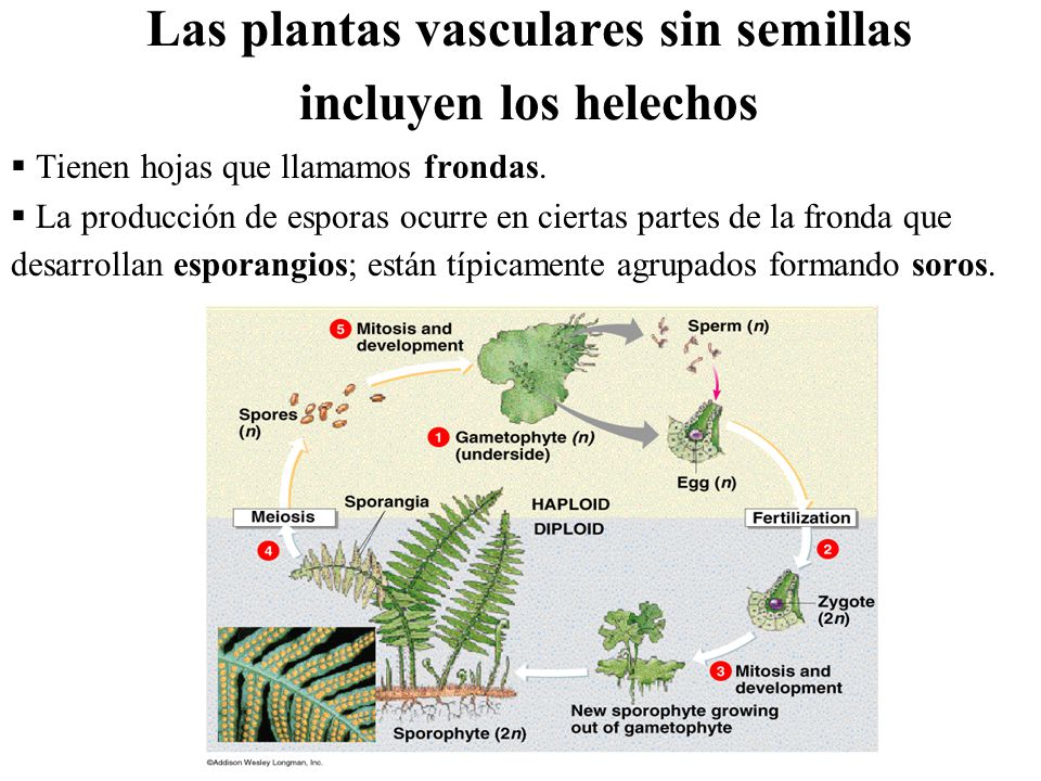 GRUPOS DE PLANTAS VASCULARES grupos de plantas vasculares: