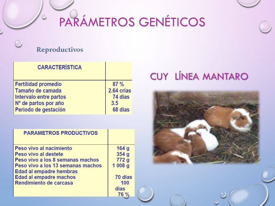 TEMA MEJORAMIENTO GENÉTICO EN CUYES CÁTEDRA PRODUCCIÓN DE CUYES Y