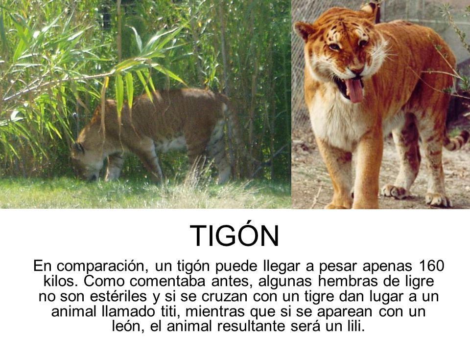 LEON ES UN FELINO leon es un felino: