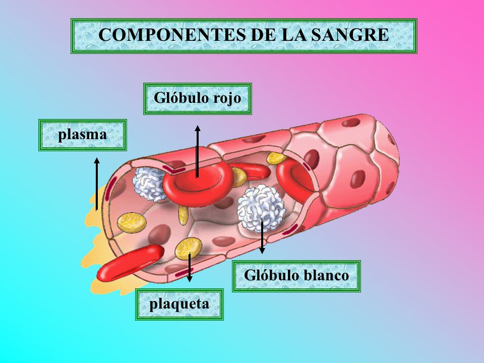GLOBULO ROJO SANGRE globulo rojo sangre: