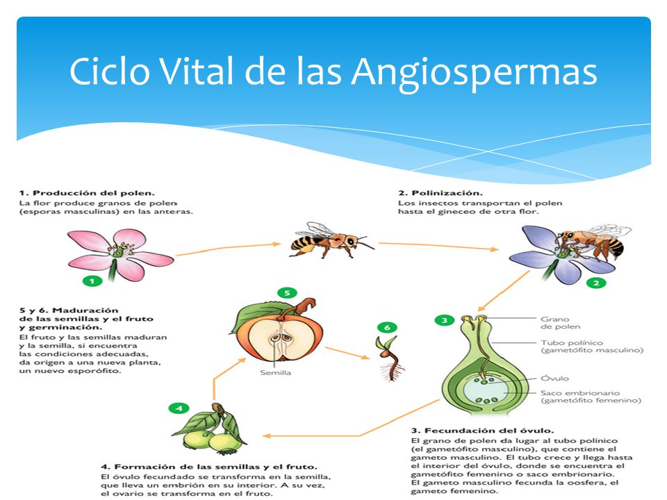 Resultado de imagen de las angiospermas