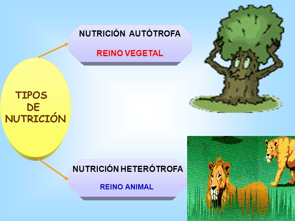 Autótrofos Y Heterótrofos Autótrofos Y Heterótrofos Ppt Descargar 9197