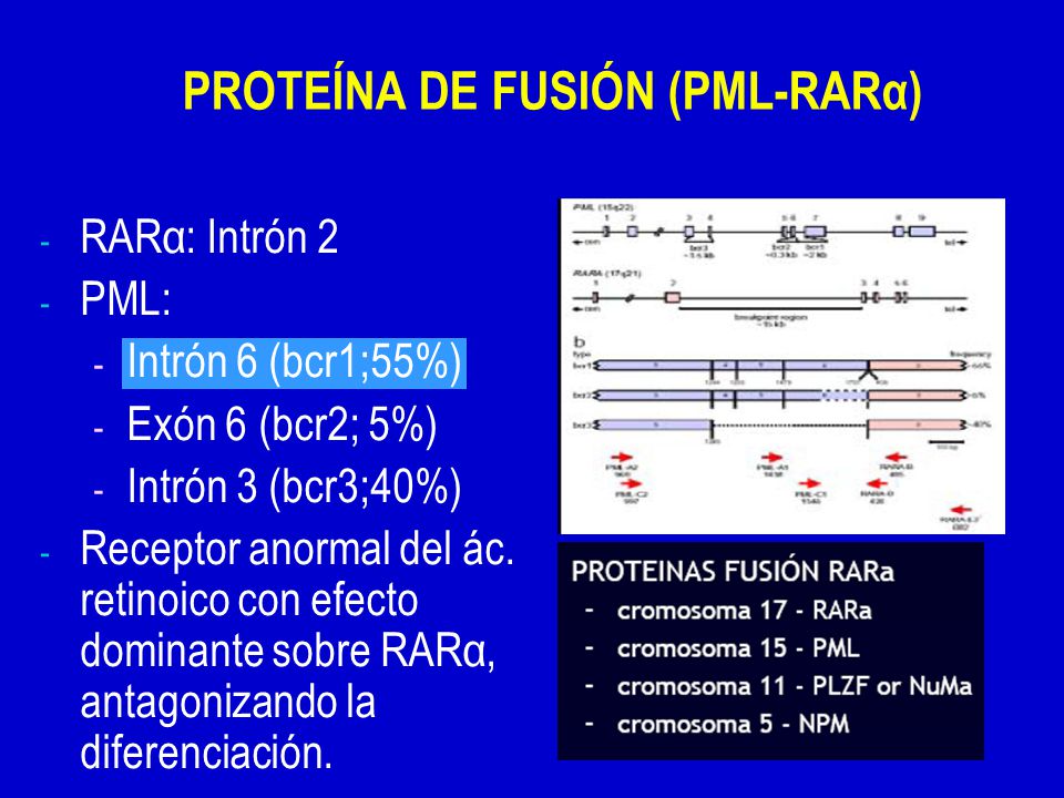 DE CITOGENETICA DE LEUCEMIA MIELOIDE de citogenetica de leucemia mieloide:
