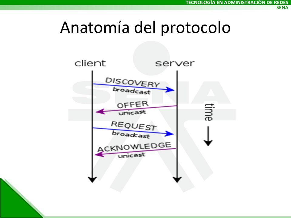 Anatomía del protocolo