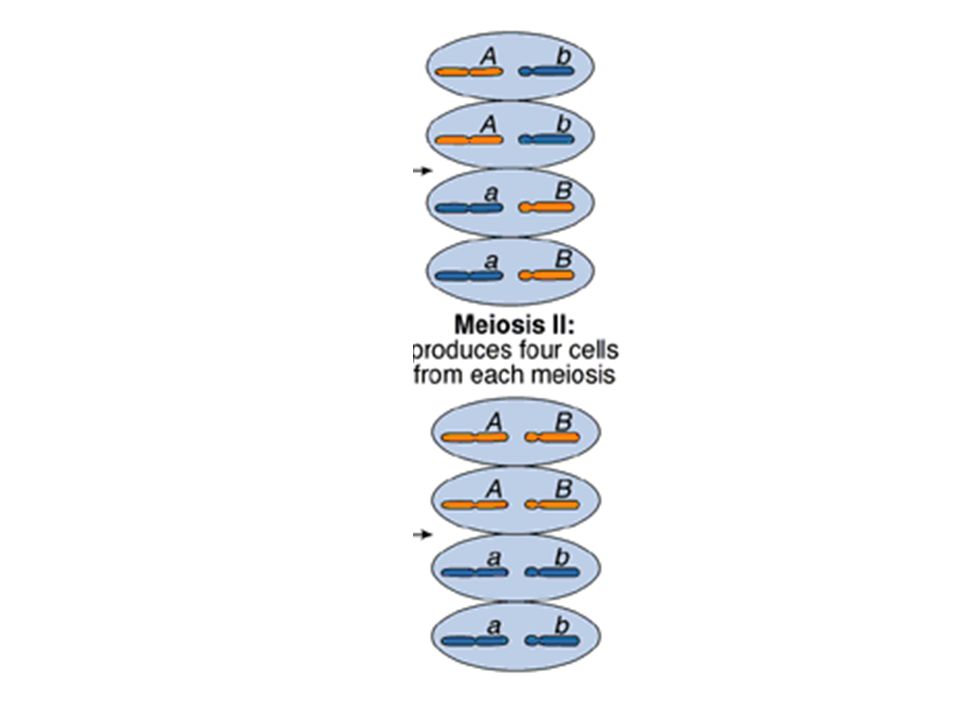 Chromosome Theory Of Inheritance Proposed In By Walter Sutton And