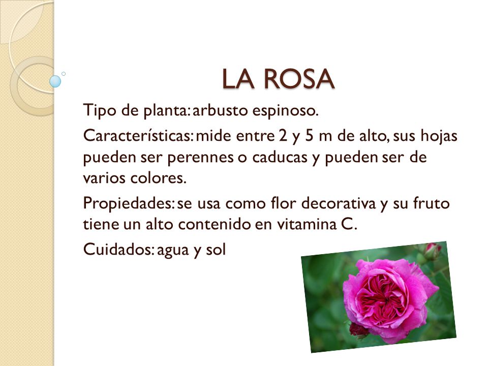 CARACTERISTICAS DE LA HOJA caracteristicas de la hoja: