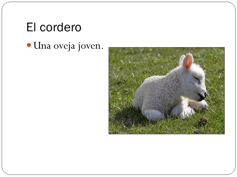 DICEN QUE EL ELEFANTE ES GORDO dicen que el elefante es gordo: