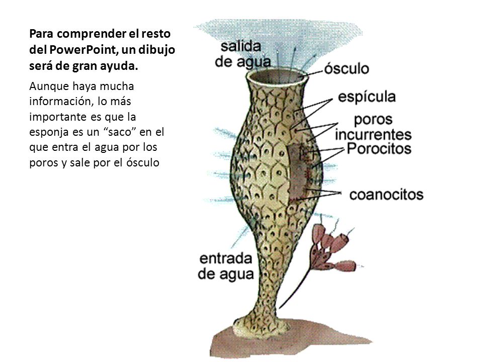 Resultado de imagen para poriferos y sus partes