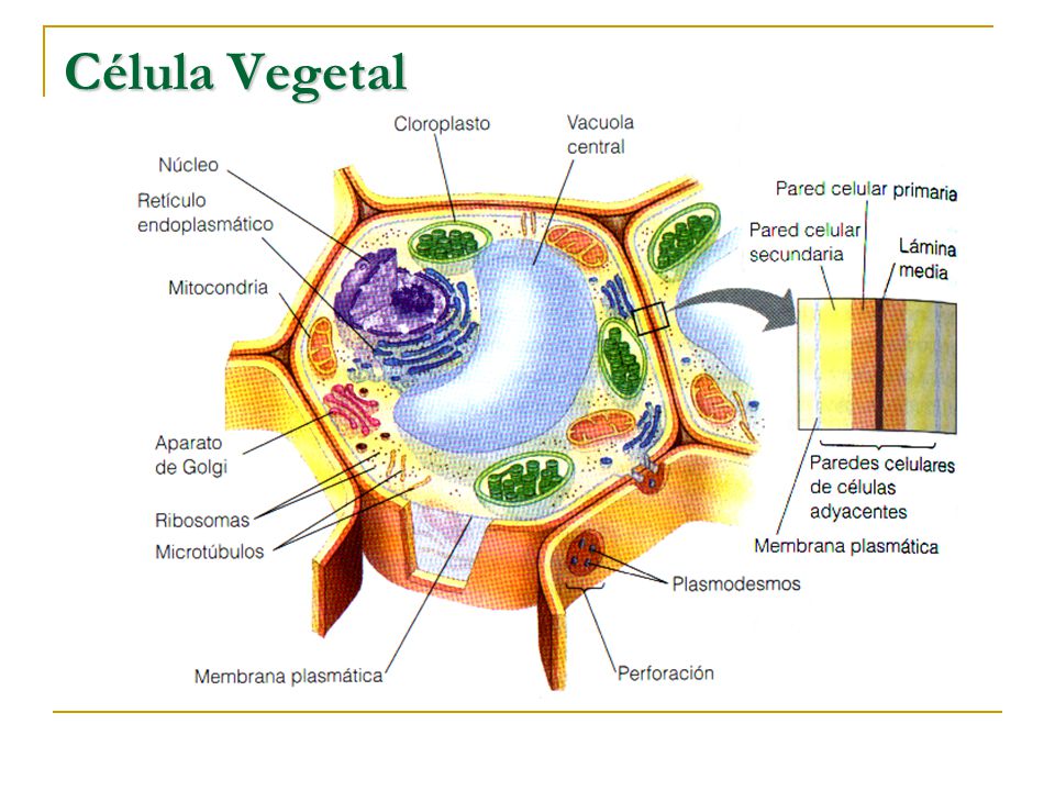 Resultado de imagen para celulas vegetal adulta