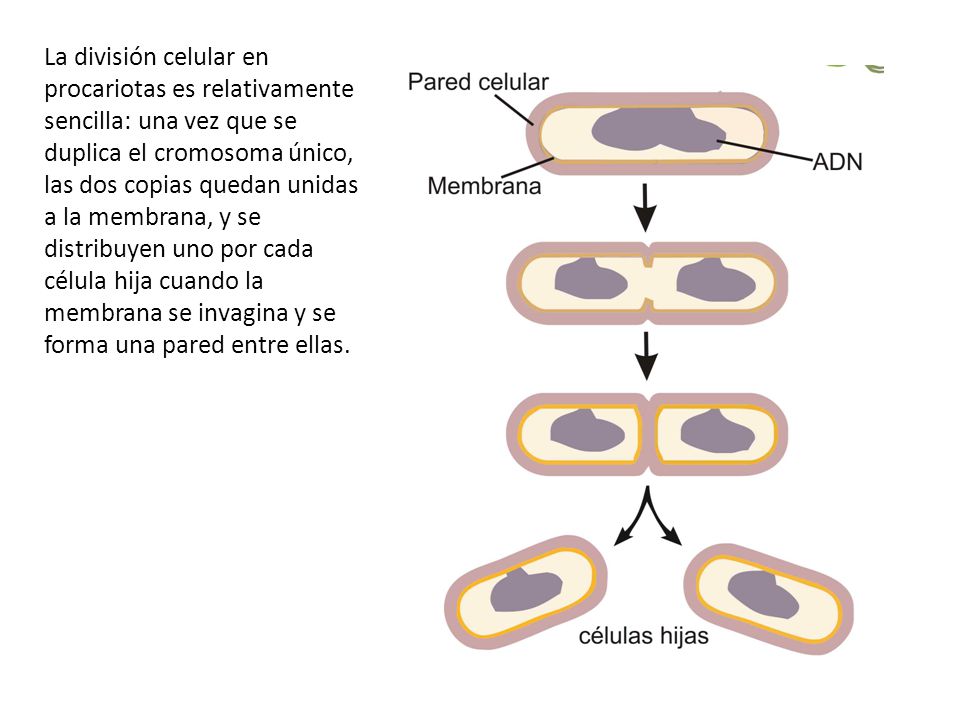 Resultado de imagen para celula procariota division