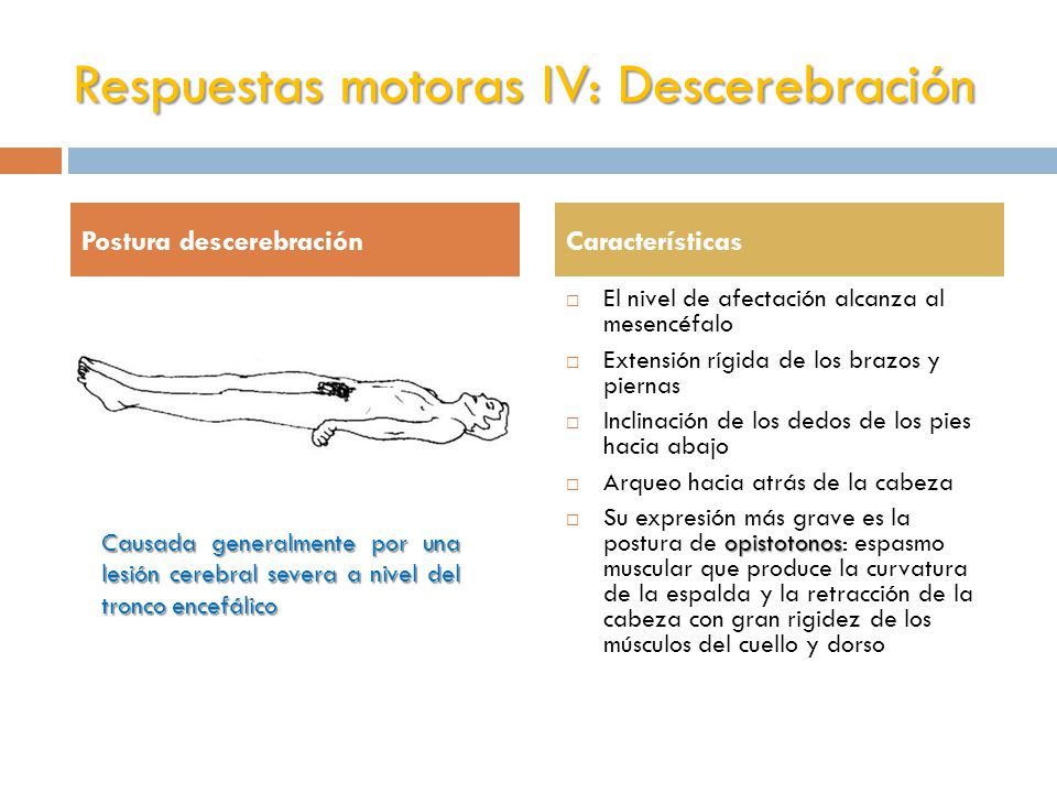 Decorticación Pleural Durante Una Toracotomía Por Empiema Descerebración Y Descerebelación Actualización Avances En El Traumatismo Craneoencefálico Argos