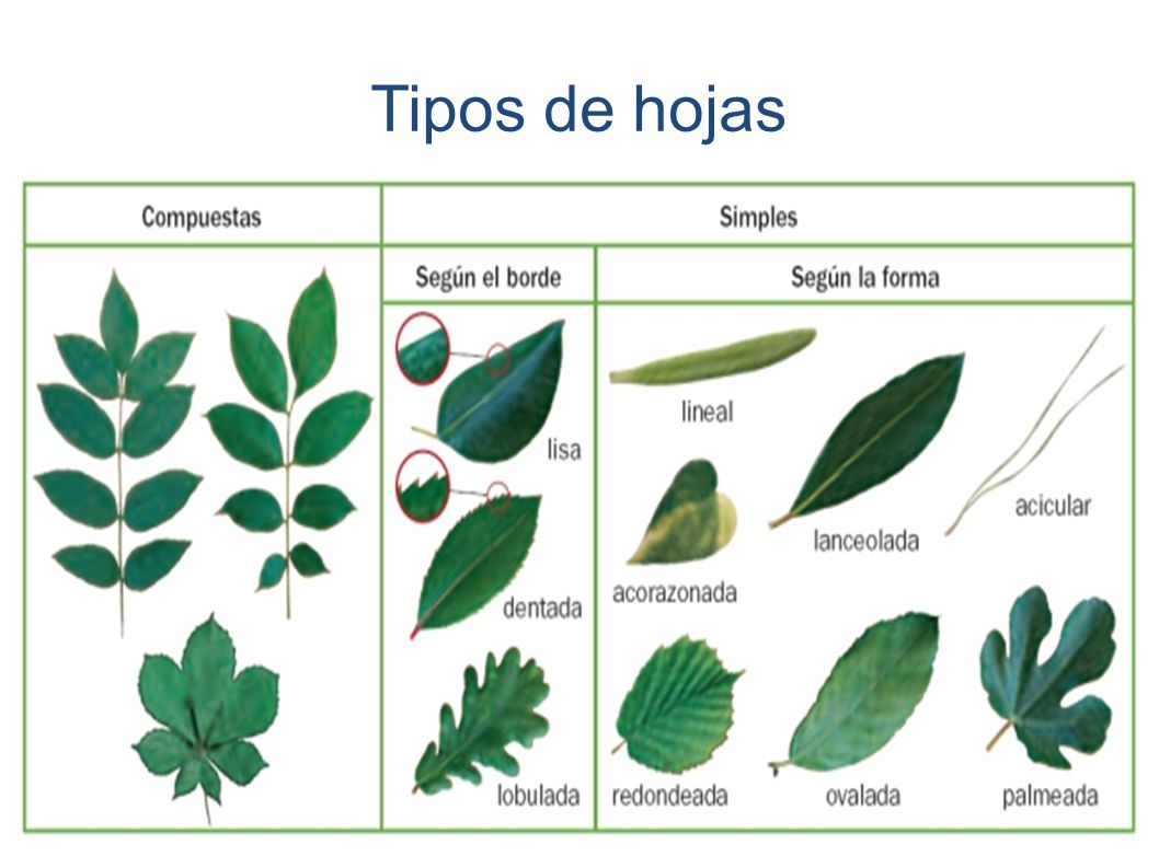 Resultado de imagen de CLASES DE HOJAS