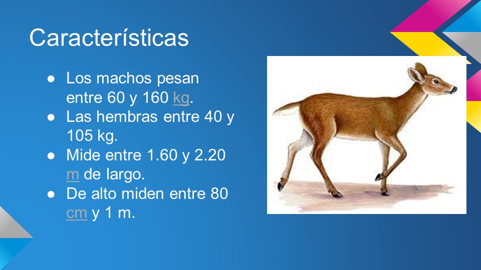 Resultado de imagen de ficha de las caracteristicas del ciervo