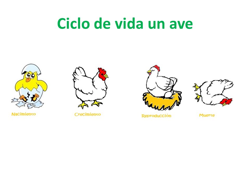Ciclo vital de los animales Profesora Viviana Briceño, Segundo año Ciclo vital de los animales Profesora Viviana Briceño, Segundo año