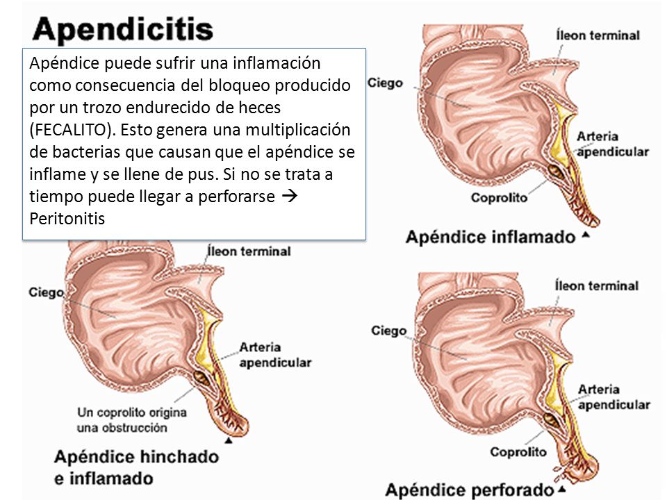 APENDICE ANATOMIA Y FISIOLOGIA EBOOK APENDICE ANATOMIA Y FISIOLOGIA EBOOK