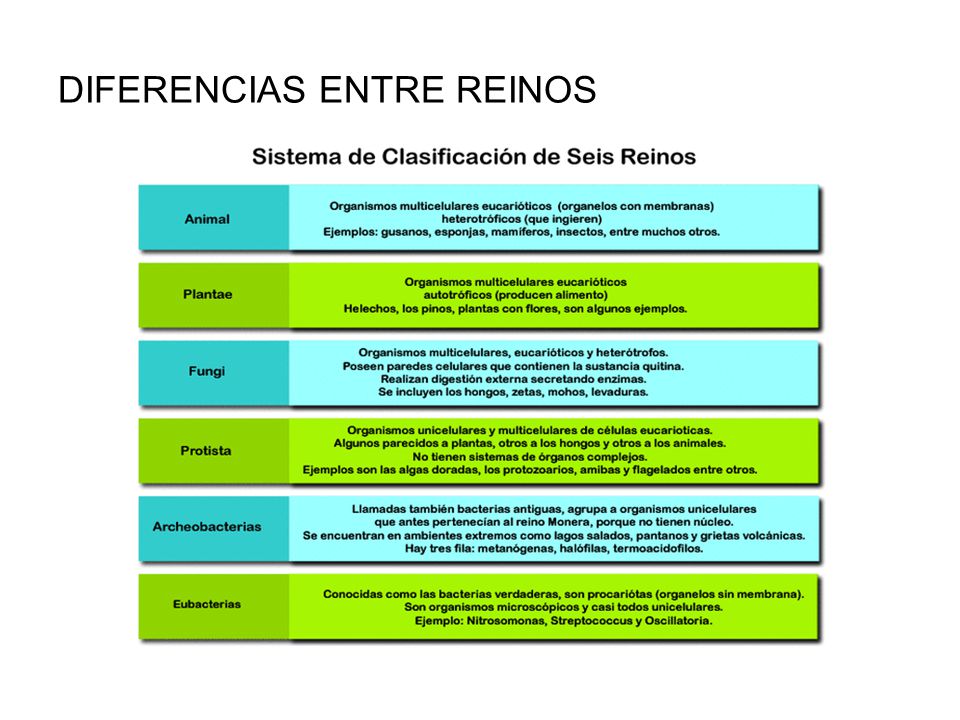 Resultado de imagen para diferencia entre reino protista y fungi