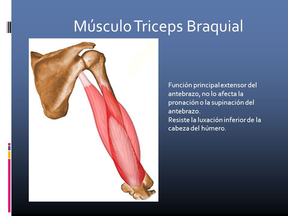 FUNCION MUSCULO TRICEPS funcion musculo triceps: