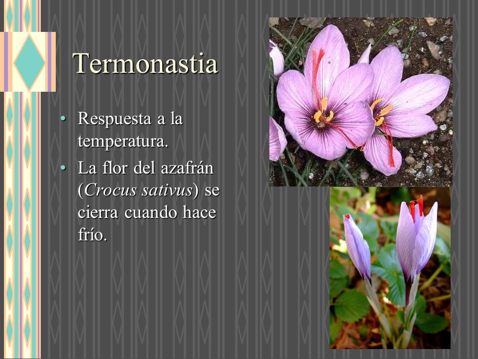 Termonastias