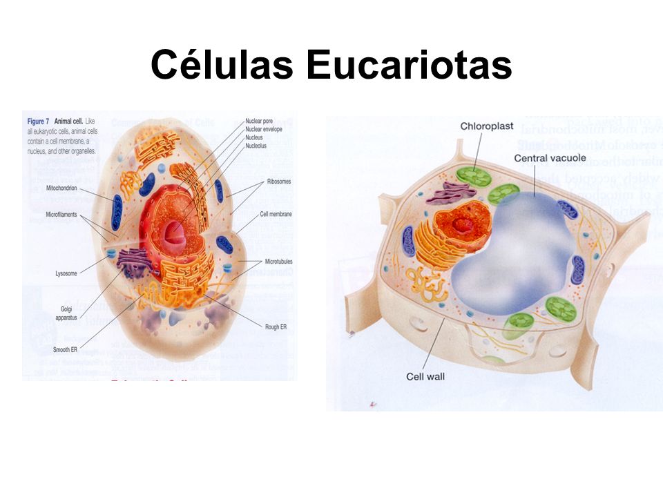 Ejemplos+De+Celulas+Procariotas Tema Denme ejemplos donde han visto a cosas o personas trabajar juntos ...