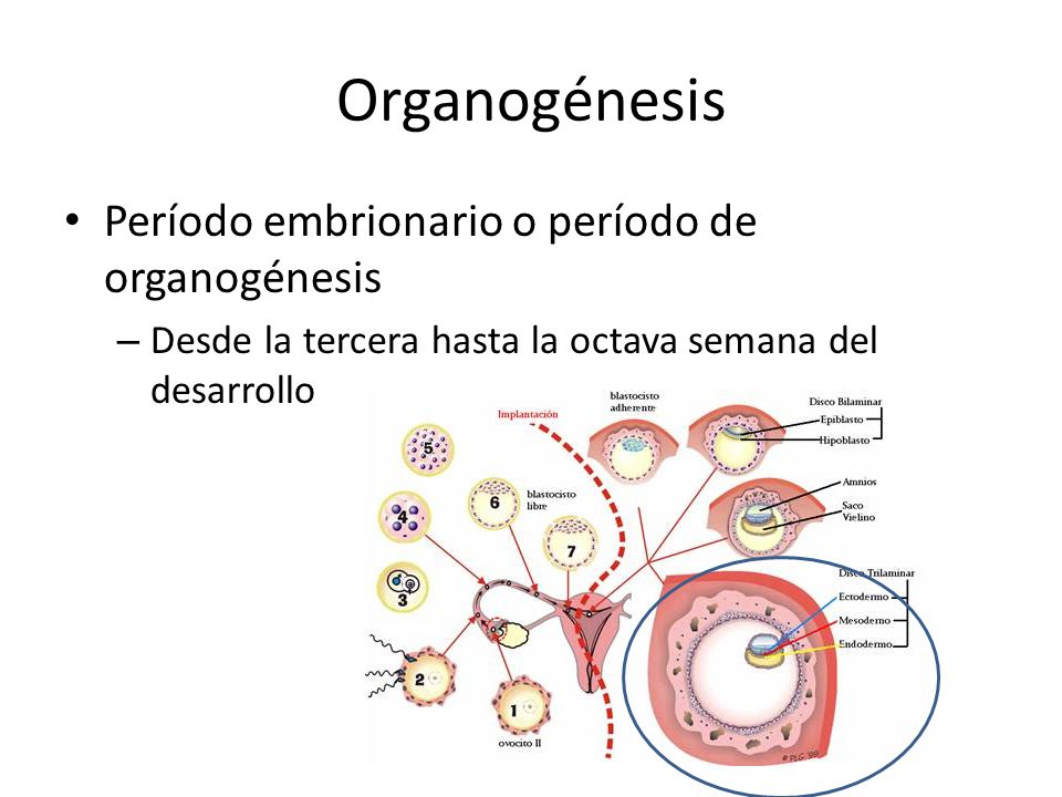 Resultado de imagen para periodo de organogenesis