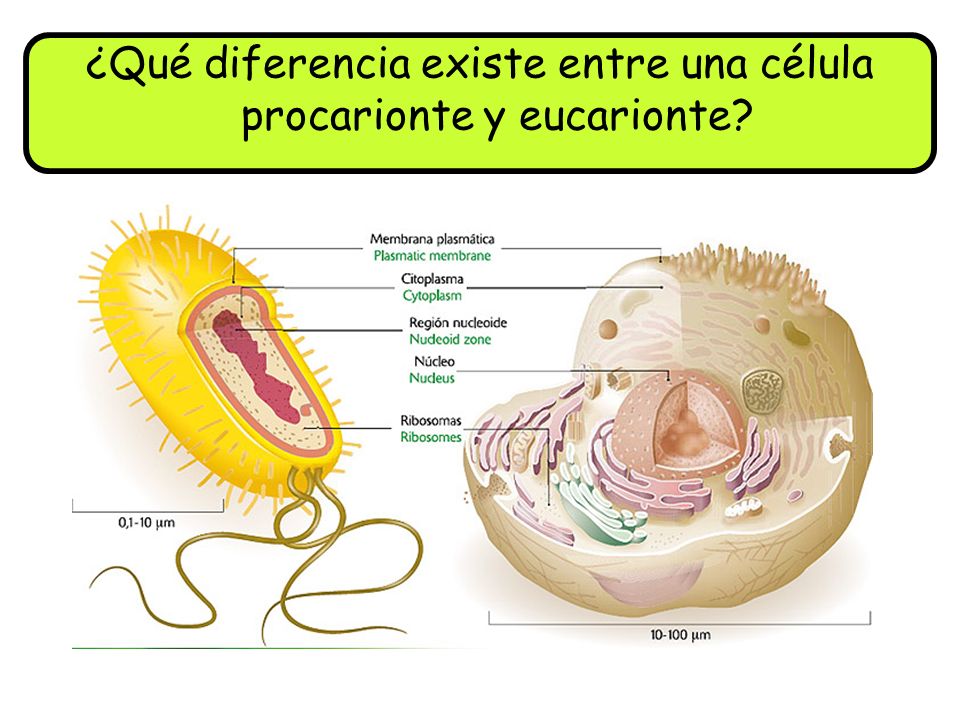 CELULA PROCARIONTE Y EUCARIONTE celula procarionte y eucarionte: