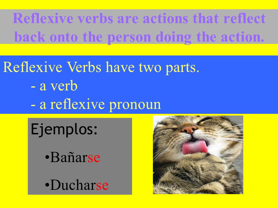 Reflexive verbs are actions that reflect back onto the person doing the action.