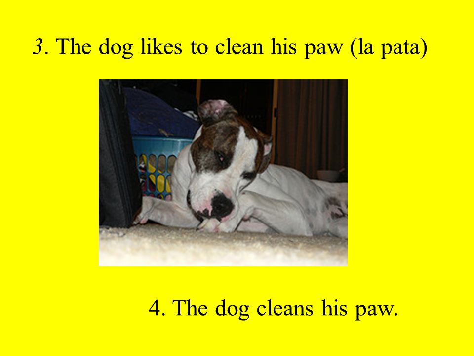 3. The dog likes to clean his paw (la pata) 4. The dog cleans his paw.