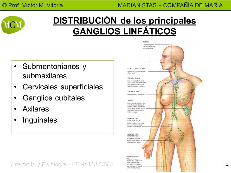 GANGLIOS INGUINALES ganglios inguinales: