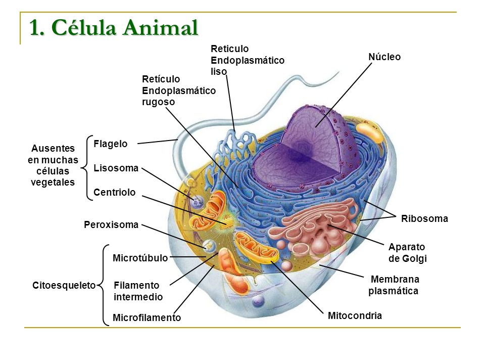 LISOSOMA EN LA CELULA lisosoma en la celula: