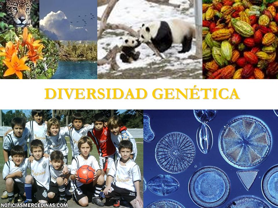 La Diversidad La Biodiversidad De Mi Pais 0287
