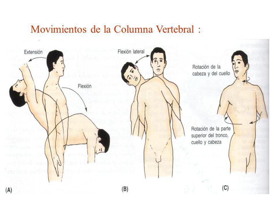 FORMA DE LA COLUMNA VERTEBRAL forma de la columna vertebral: