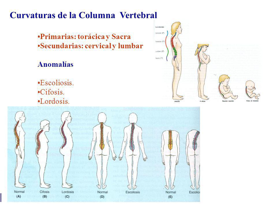 FORMA DE LA COLUMNA VERTEBRAL forma de la columna vertebral: