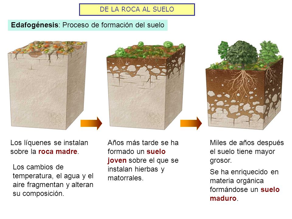 COMPOSICION ROCA MADRE composicion roca madre: