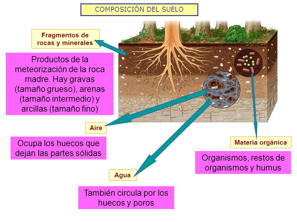 COMPOSICION ROCA MADRE composicion roca madre: