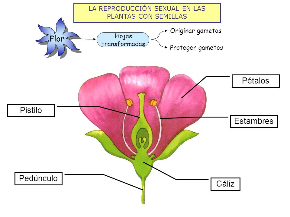 ESTAMBRE PISTILO LAS FLOR estambre pistilo las flor: