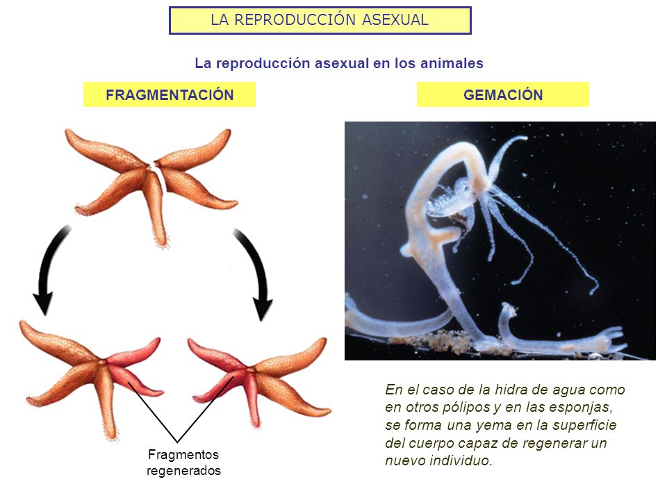 Resultado de imagen de reproduccion asexual animales