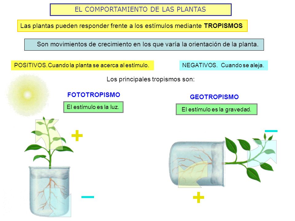 ESTIMULO PLANTA estimulo planta: