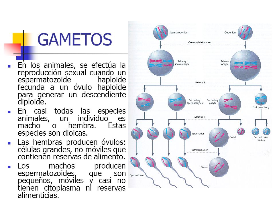 GAMETOS REPRODUCCION gametos reproduccion: