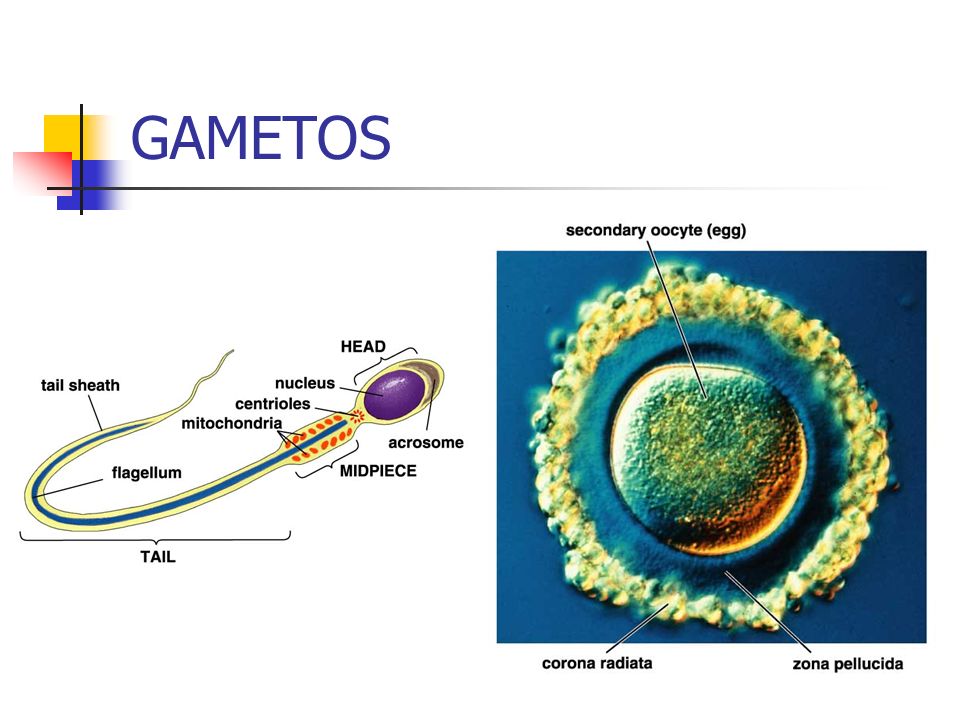 GAMETOS REPRODUCCION gametos reproduccion: