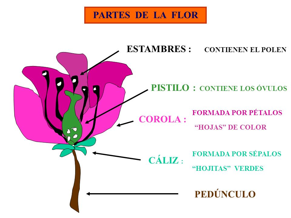ESTAMBRE PISTILO LAS FLOR estambre pistilo las flor: