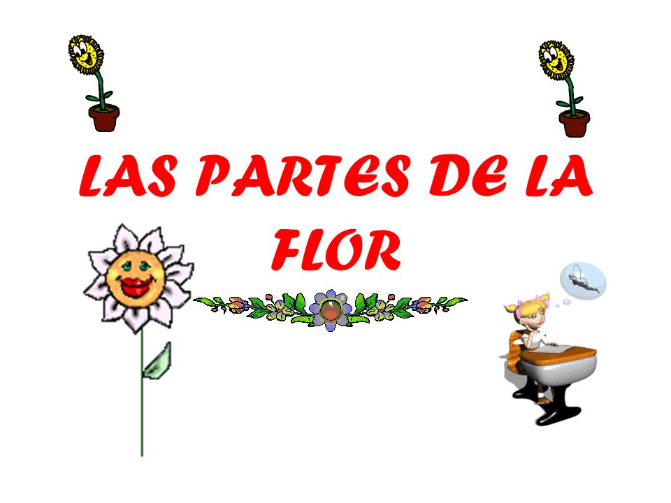 ESTAMBRE PISTILO LAS FLOR estambre pistilo las flor: