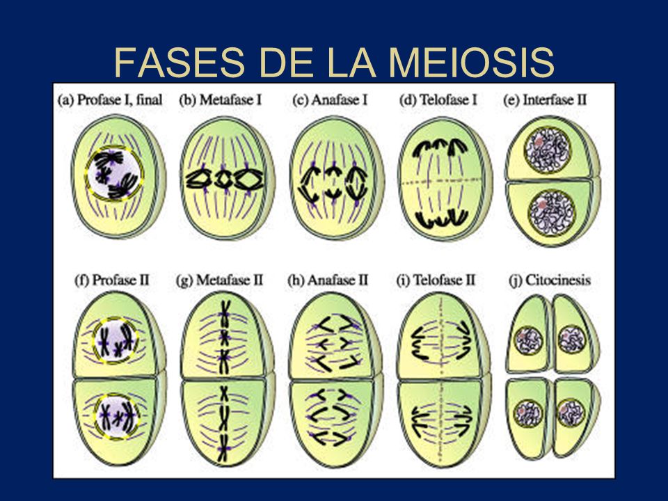 FACES DE LA MEIOSIS faces de la meiosis: