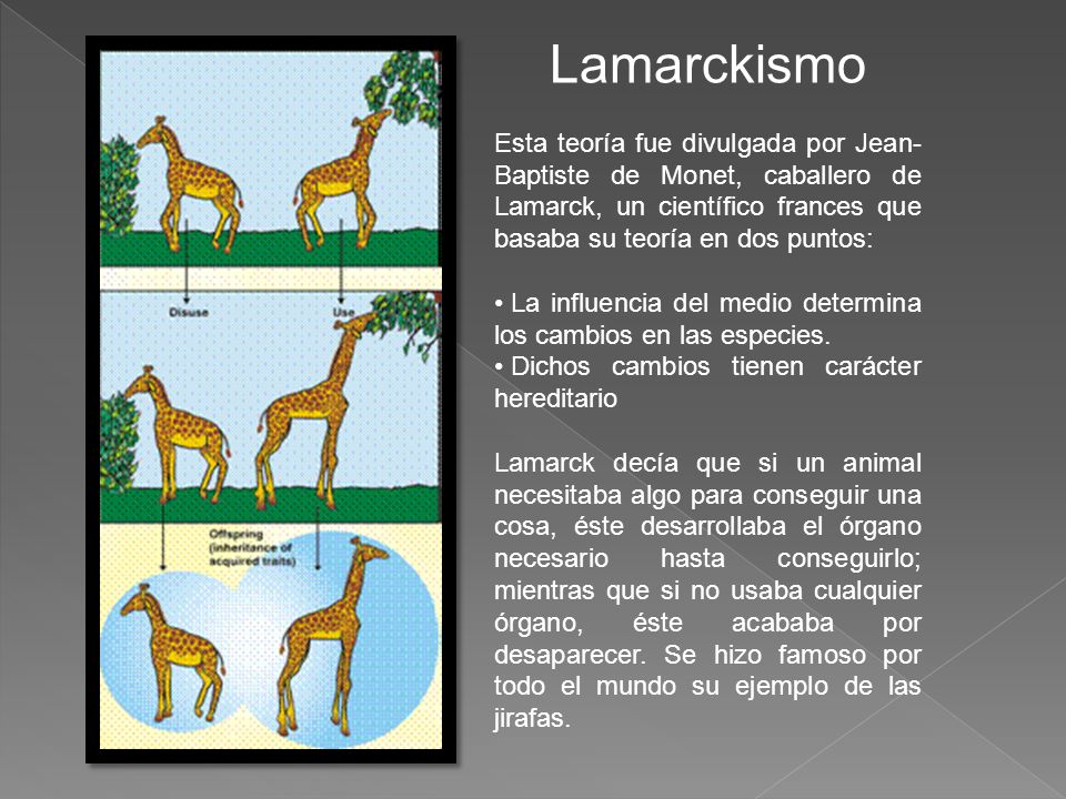 LAMARCK Y SU TEORIA lamarck y su teoria: