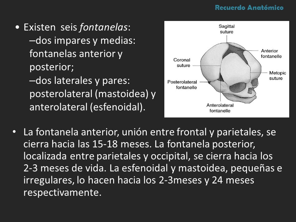 Fontanela+Anterior La fontanela anterior, unión entre frontal y parietales, se cierra ...