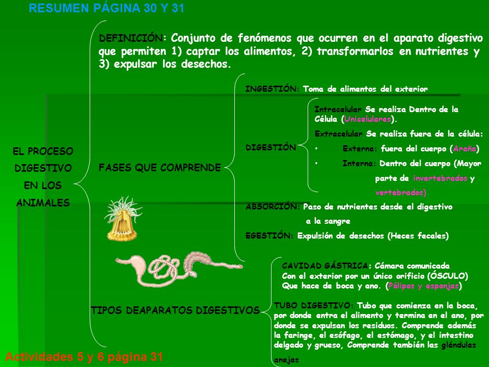 EL PROCESO DIGESTIVO DE LOS ANIMALES el proceso digestivo de los animales: