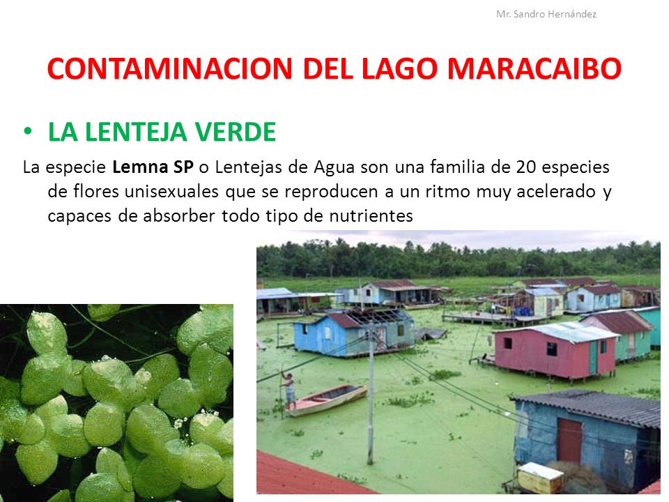 LEMNA EN MARACAIBO lemna en maracaibo:
