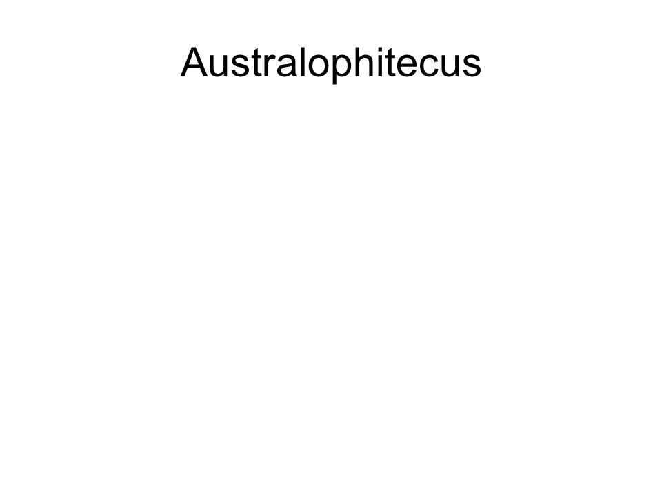 Australophitecus