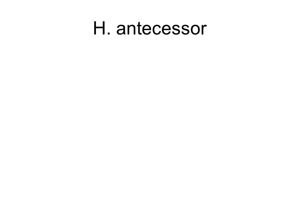 H. antecessor