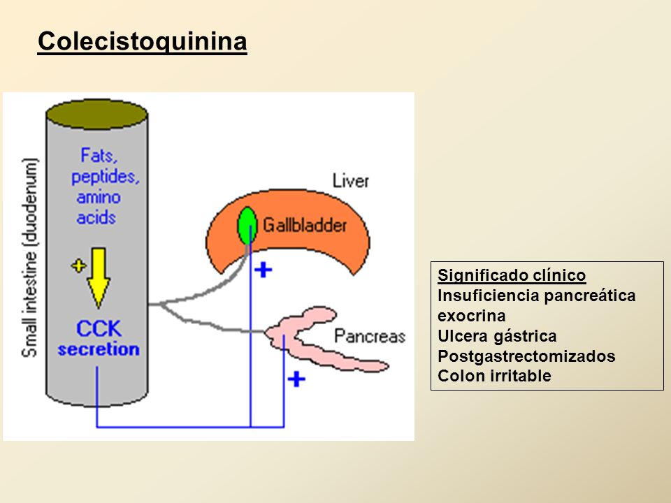 Resultado de imagen de hormona colecistoquinina